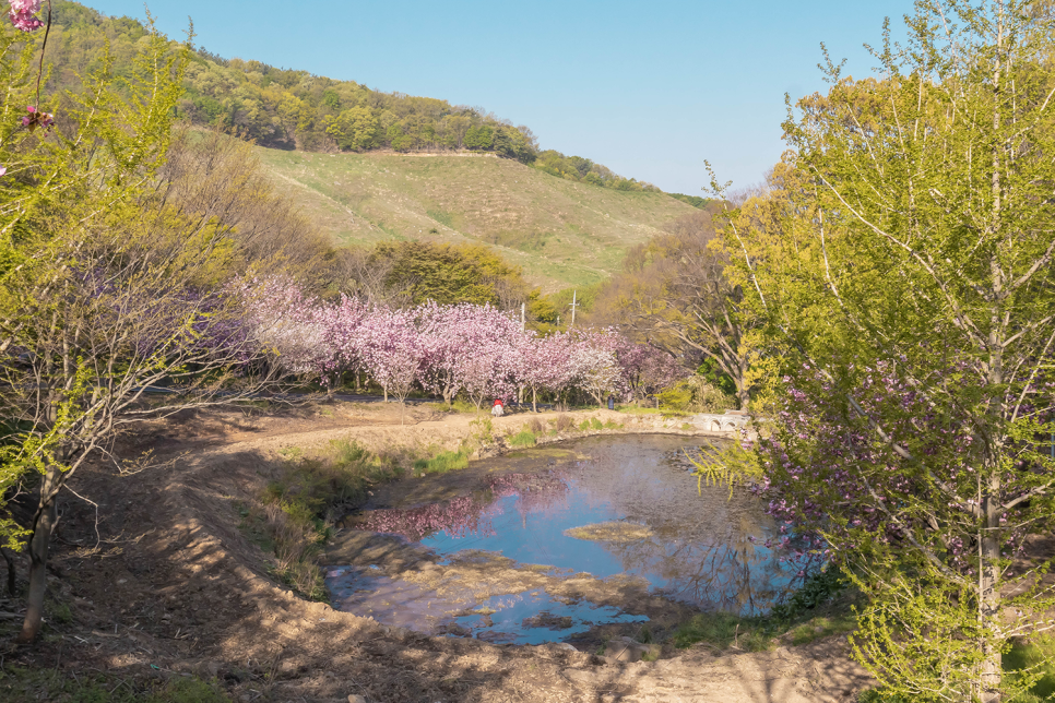 서산 문수사 겹벚꽃  실시간 개화현황 (2021.04.19)