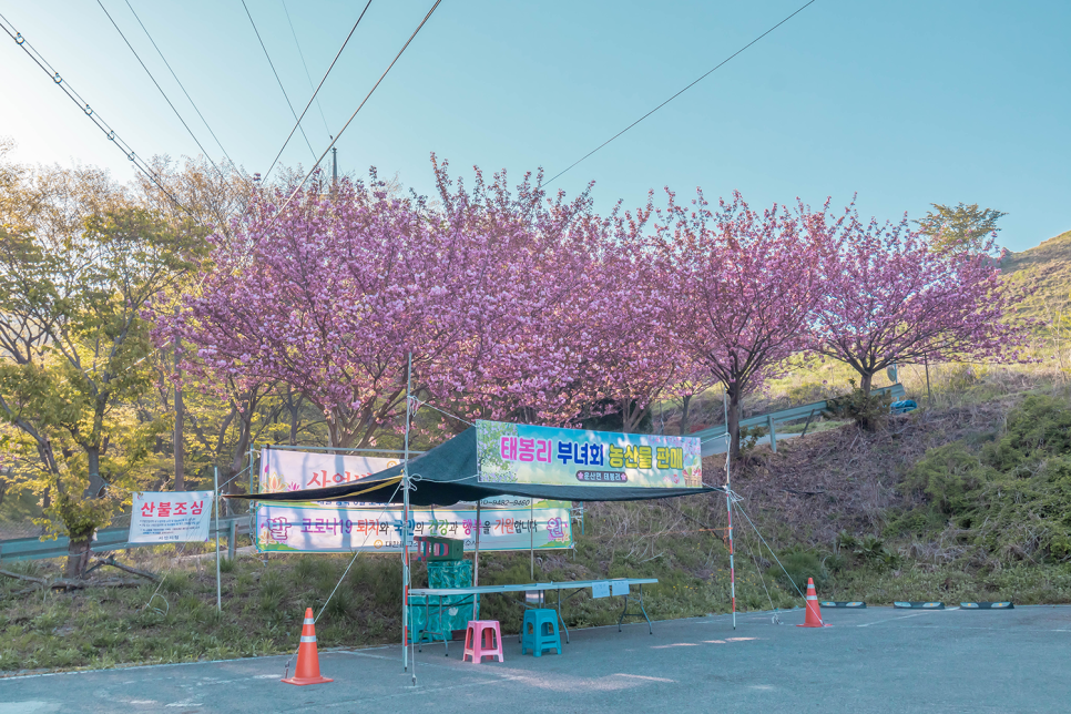 서산 문수사 겹벚꽃  실시간 개화현황 (2021.04.19)