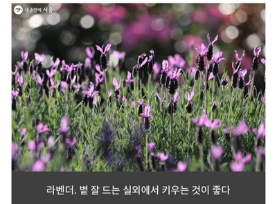 경희애문화 서울시 정보, 우리집 식물은 왜 죽을까? 초보가 키우기 좋은 봄 식물 7