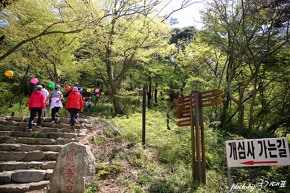 서산 개심사 겹벚꽃(왕벚꽃) 청벚꽃 4월 꽃구경 충남 여행