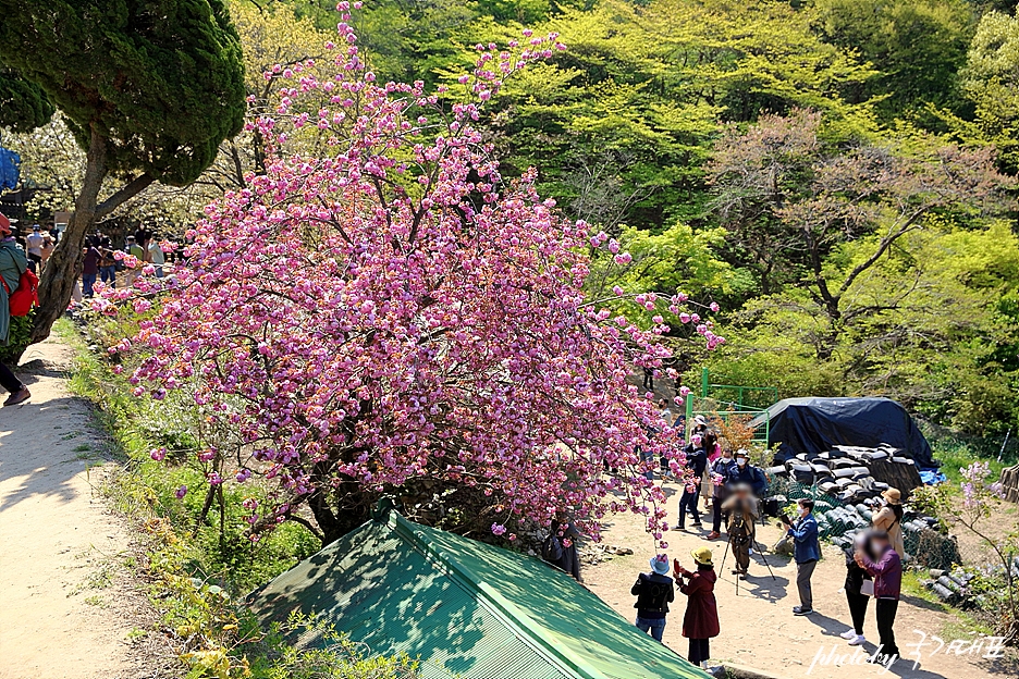 서산 개심사 겹벚꽃(왕벚꽃) 청벚꽃 4월 꽃구경 충남 여행