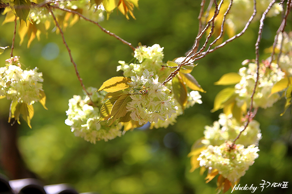 서산 개심사 겹벚꽃(왕벚꽃) 청벚꽃 4월 꽃구경 충남 여행