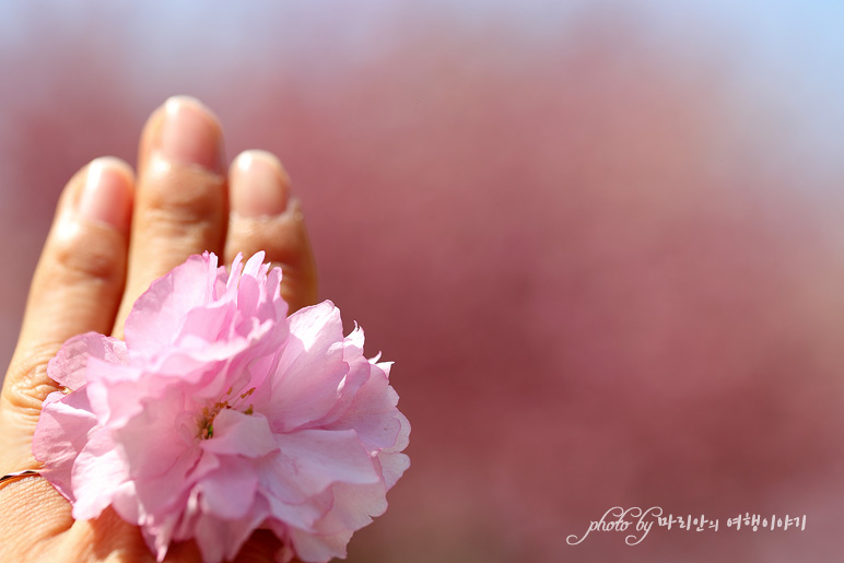 서산 문수사 겹벚꽃 4월 꽃구경 주말 나들이