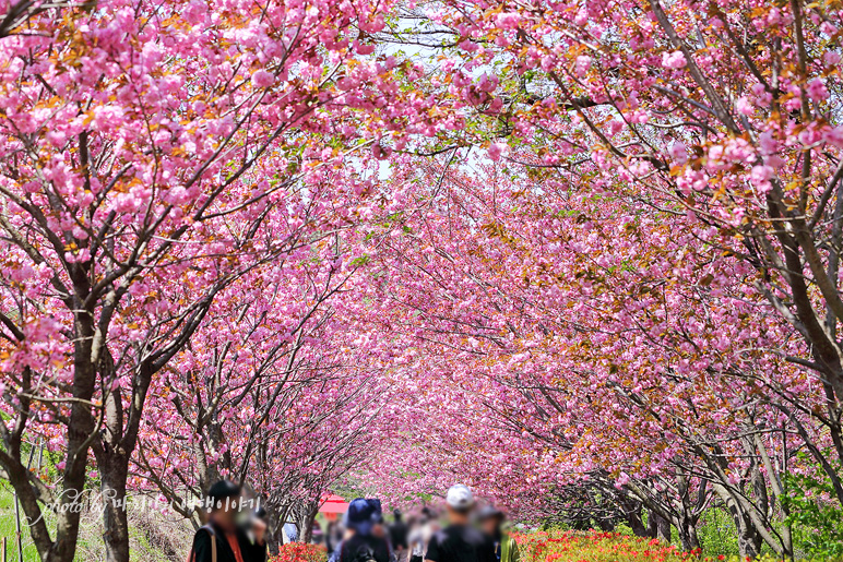 서산 문수사 겹벚꽃 4월 꽃구경 주말 나들이