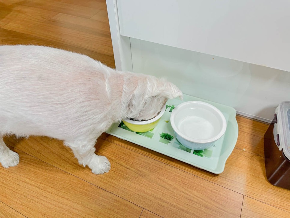 강아지 영양제 강아지 관절영양제 본아페티 칼슘제