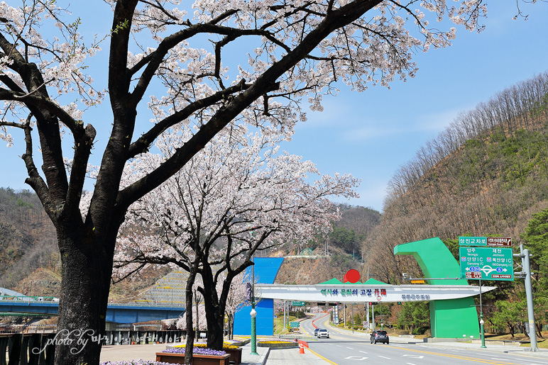 충청도 여행 충북 단양 벚꽃길 따라 봄날 여행지