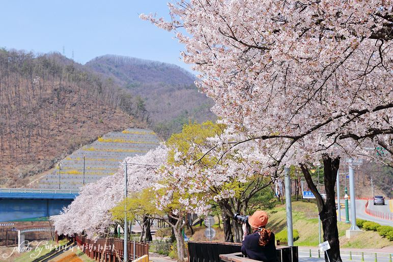 충청도 여행 충북 단양 벚꽃길 따라 봄날 여행지