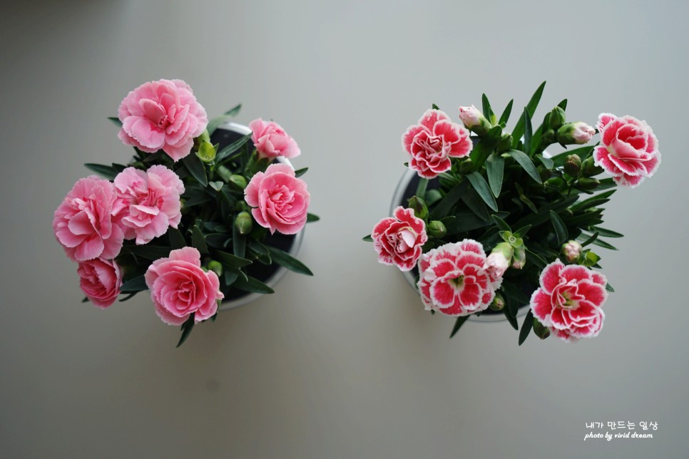 로즈랑 경성꽃집에서 구입한 어버이날카네이션 키우기 쉬운 식물