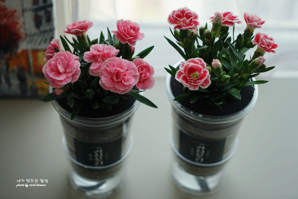 로즈랑 경성꽃집에서 구입한 어버이날카네이션 키우기 쉬운 식물