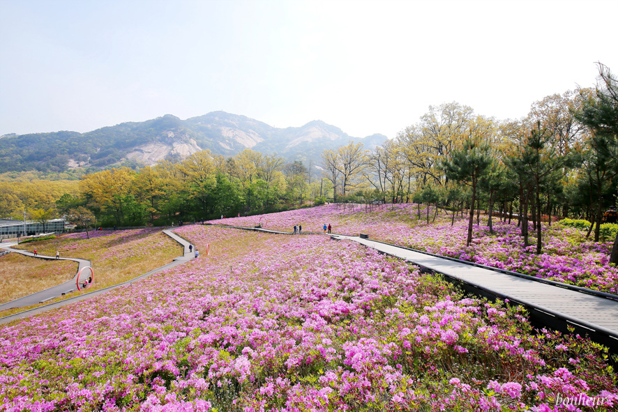 서울 가볼만한곳 철쭉 만발 불암산 나비정원 주차정보와 개화상황