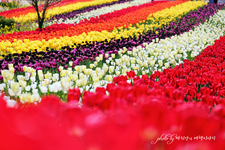 국내 여행지 추천 태안 튤립 축제 세계튤립 공원, 안면도 봄꽃축제