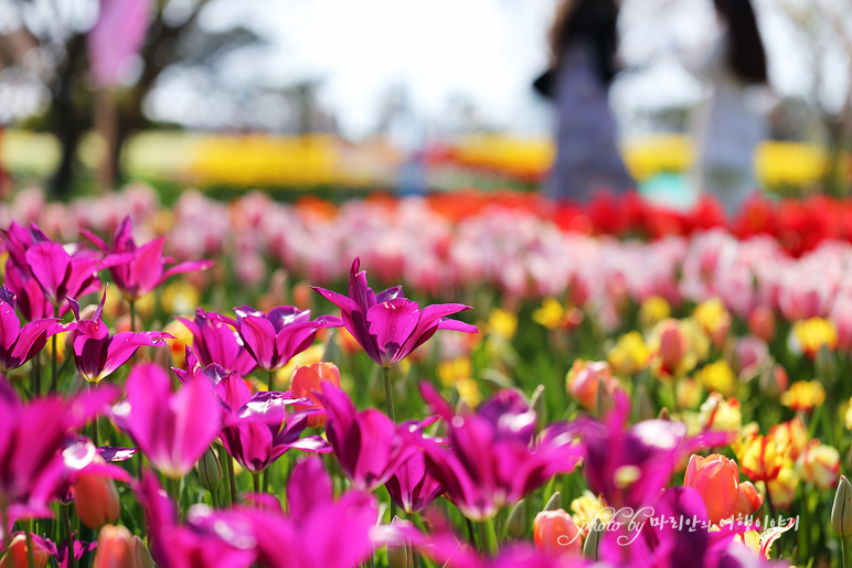 국내 여행지 추천 태안 튤립 축제 세계튤립 공원, 안면도 봄꽃축제
