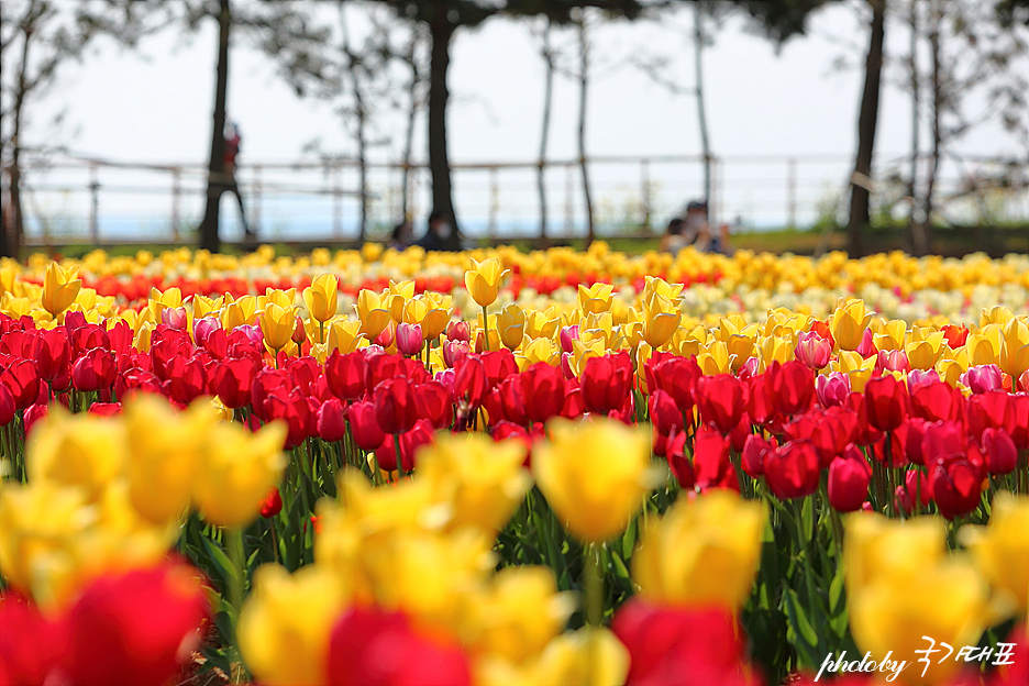 태안 세계튤립축제 공원 안면도 꽃박람회 5월 꽃구경 코리아 플라워파크