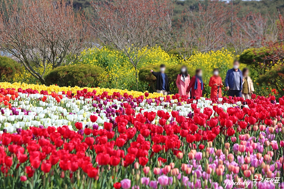 태안 세계튤립축제 공원 안면도 꽃박람회 5월 꽃구경 코리아 플라워파크