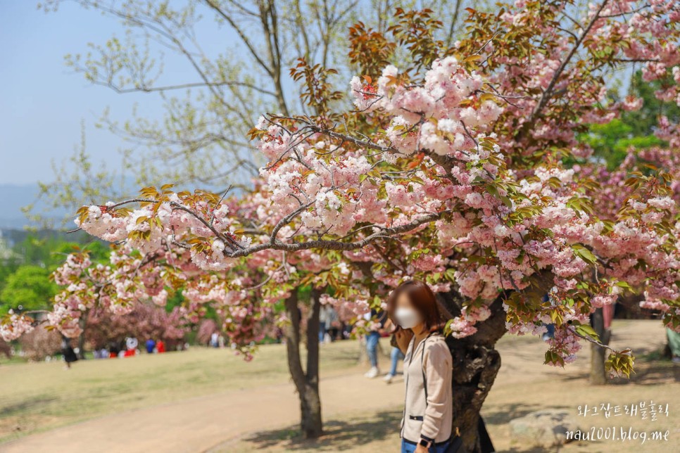 경주여행 불국사 겹벚꽃 위치 주차장 현재상황