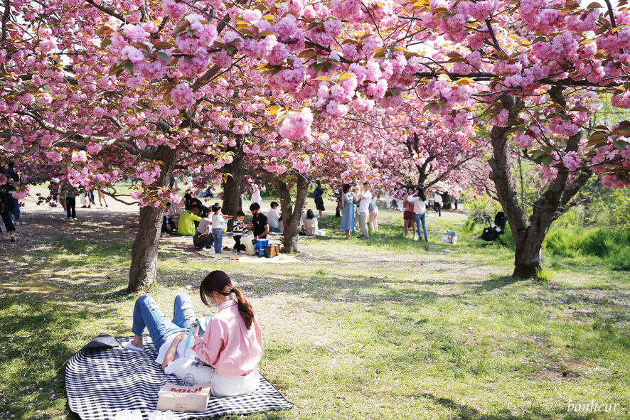 경주 불국사 겹벚꽃 명소 당장 가세요~ 개화상황 4/20