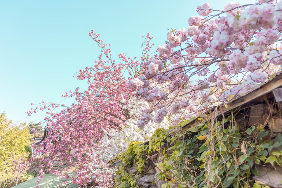 서산 개심사 왕벚꽃(겹벚꽃)과 청벚꽃  4월 여행