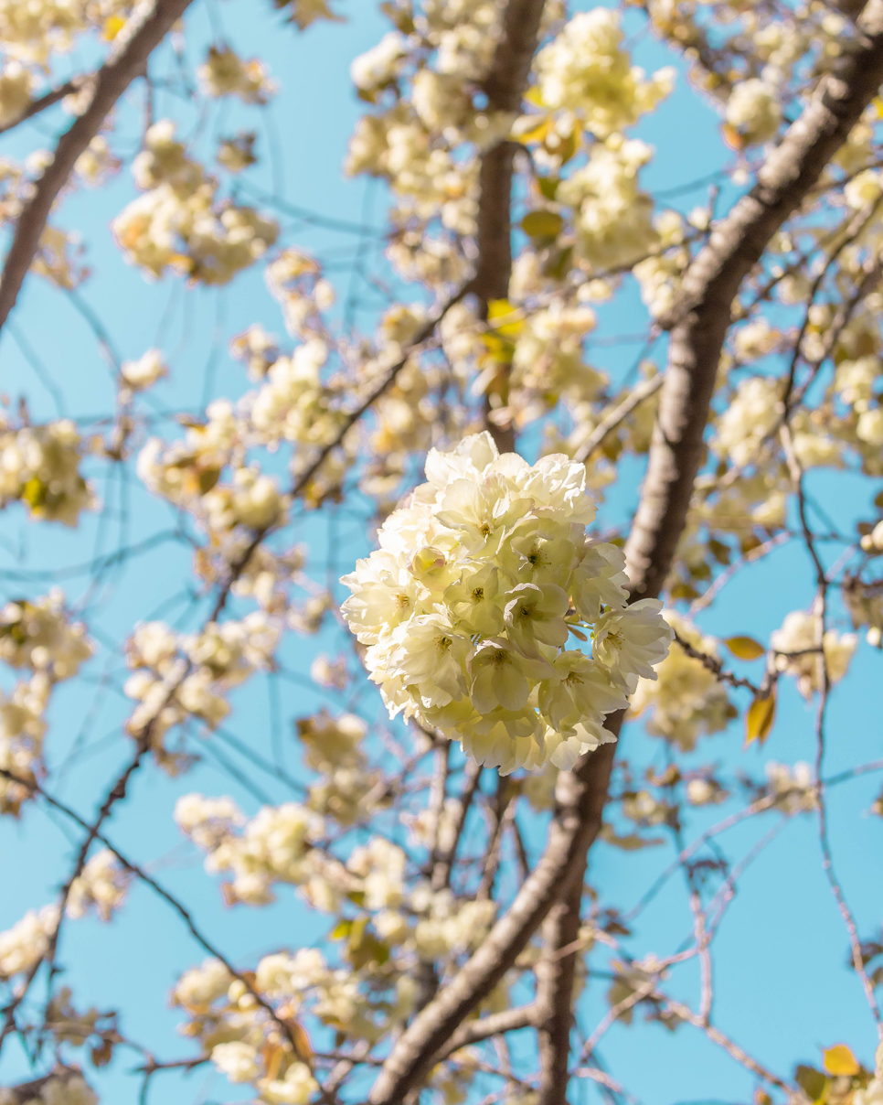 서산 개심사 왕벚꽃(겹벚꽃)과 청벚꽃  4월 여행