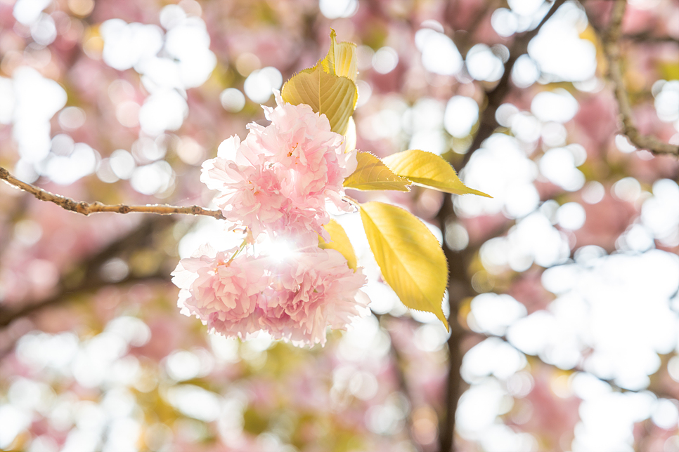 서울 겹벚꽃 명소 보라매공원 사진찍기 좋은곳 4월 꽃구경