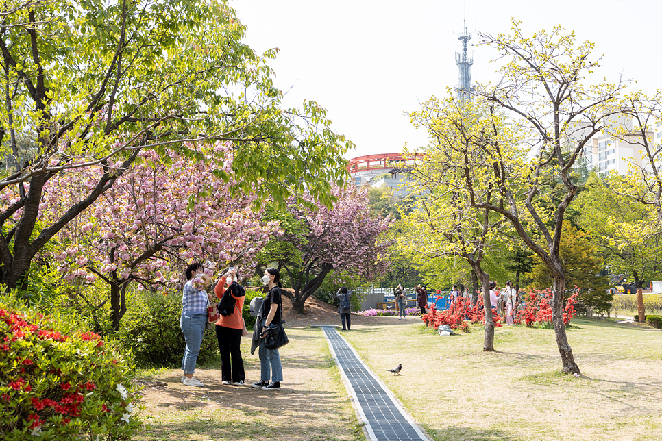 서울 겹벚꽃 명소 보라매공원 사진찍기 좋은곳 4월 꽃구경