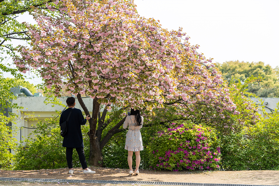 서울 겹벚꽃 명소 보라매공원 사진찍기 좋은곳 4월 꽃구경