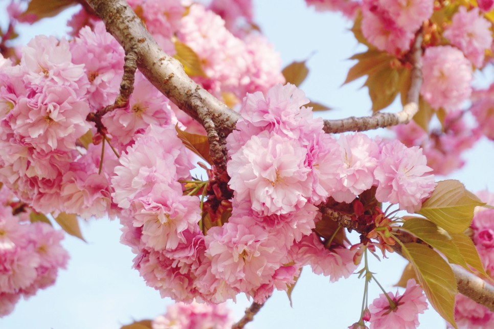 서울 놀러 갈만한곳 겹벚꽃 명소 보라매공원에서 꽃구경 튤립까지