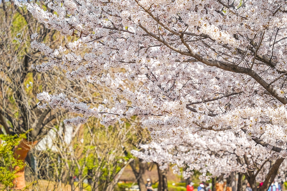 보라매공원 벚꽃 피던 계절, a7m3 탐론28200