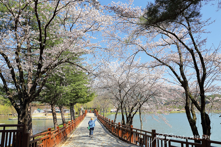 제천 여행 벚꽃 핀 제천 의림지 유리전망대 국내 관광지