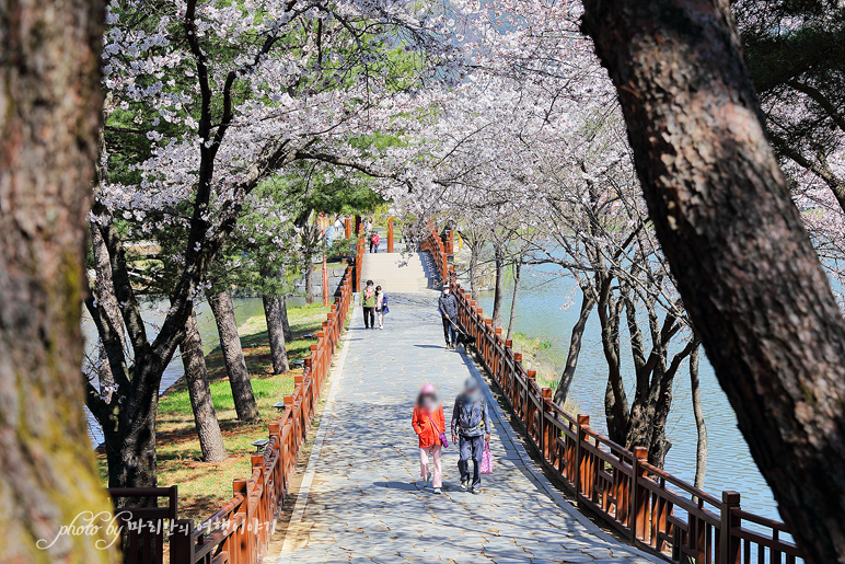 제천 여행 벚꽃 핀 제천 의림지 유리전망대 국내 관광지