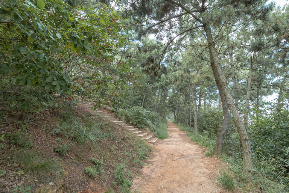 서산 가볼만한곳  황금산 코끼리바위, 몽돌해변 호주인 줄!