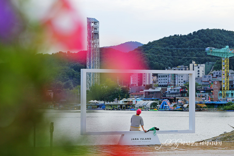 경기도 주말 나들이 가평 자라섬 남도 핑크뮬리 개화 시작