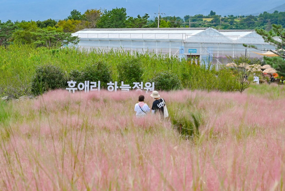 제주 서귀포 가볼만한곳 쇠소깍, 핑크뮬리 명소 포함