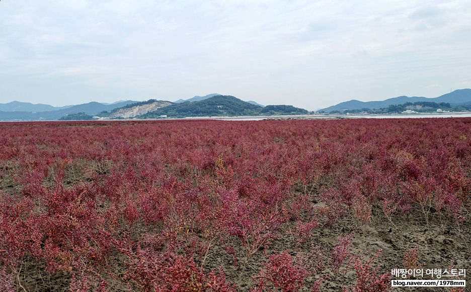 인천 여행, 강화도 석모도 갈만한곳 가을 붉은 물결 칠면초 군락지