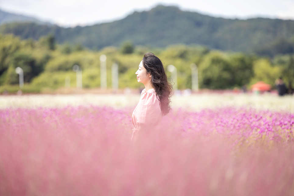 경기도 양주 나리공원 핑크뮬리, 코스모스 가을 꽃구경 (무료입장 예약과 주차)