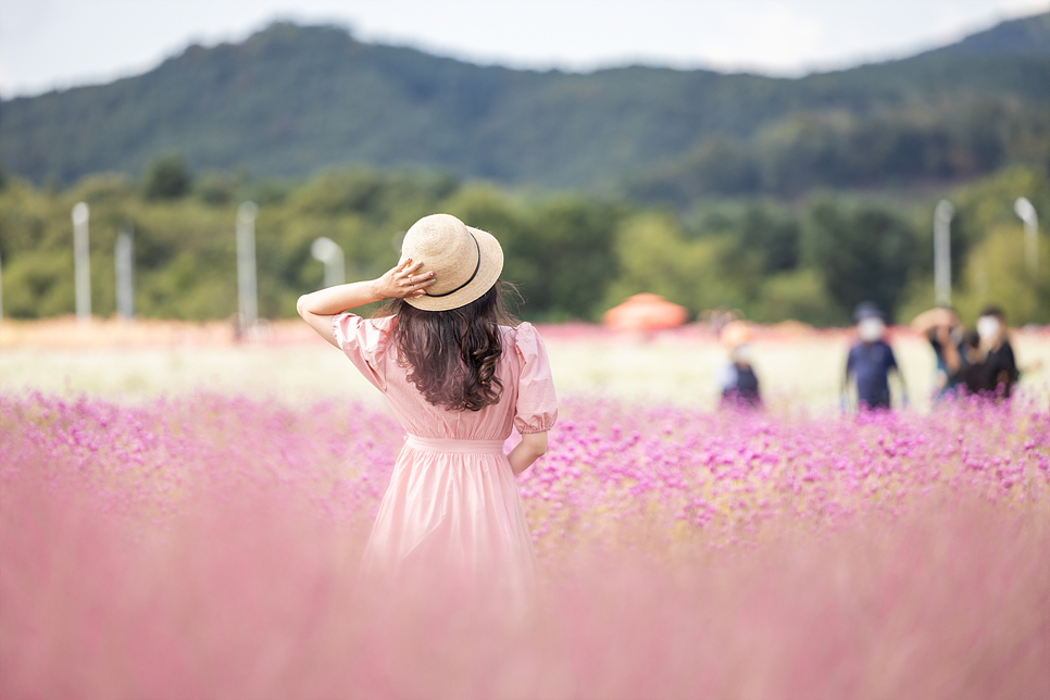 경기도 양주 나리공원 핑크뮬리, 코스모스 가을 꽃구경 (무료입장 예약과 주차)