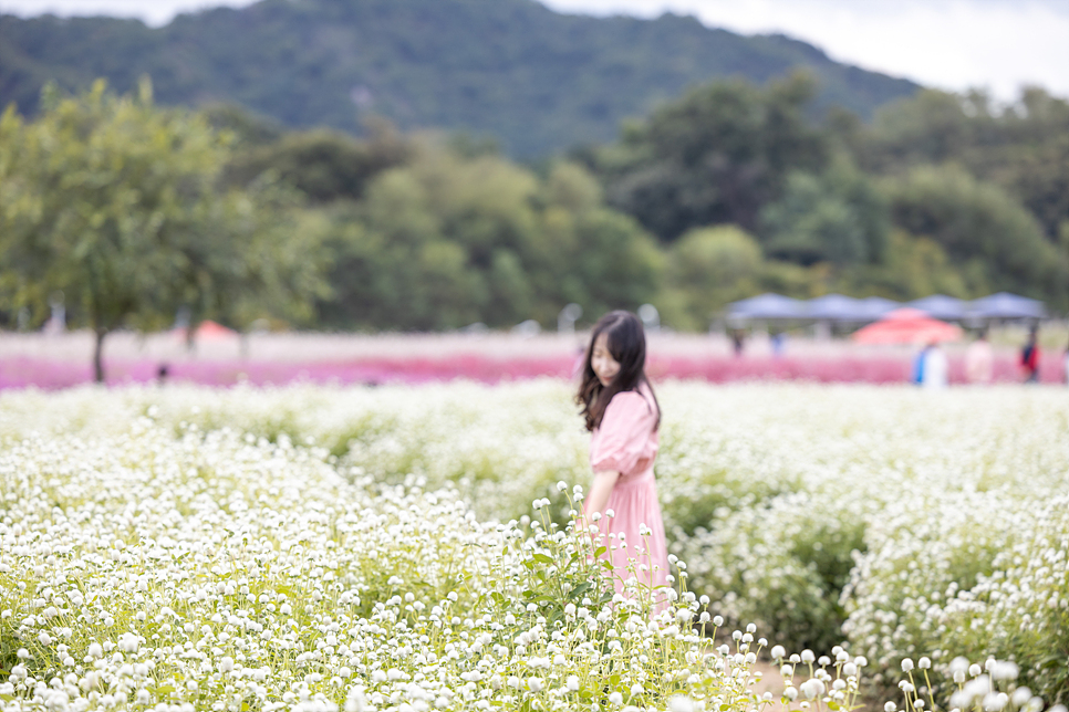 경기도 양주 나리공원 핑크뮬리, 코스모스 가을 꽃구경 (무료입장 예약과 주차)