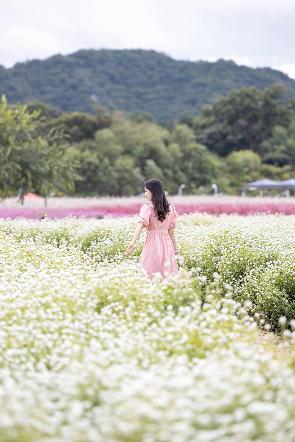 경기도 양주 나리공원 핑크뮬리, 코스모스 가을 꽃구경 (무료입장 예약과 주차)
