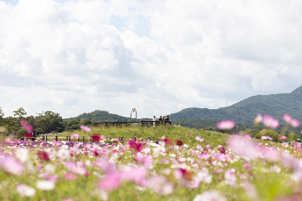 경기도 양주 나리공원 핑크뮬리, 코스모스 가을 꽃구경 (무료입장 예약과 주차)