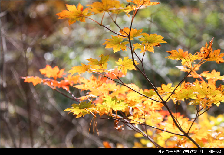 가을 단풍 명소 설악산 국립공원 2021 단풍시기