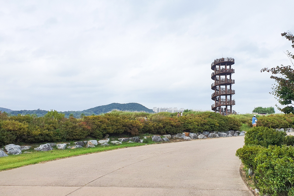 서울 근교 갈만한곳 시흥갯골생태공원 경기도 핑크뮬리 명소