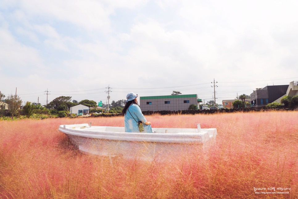 제주 핑크뮬리 명소 7곳 10월 제주도 여행 가볼만한곳