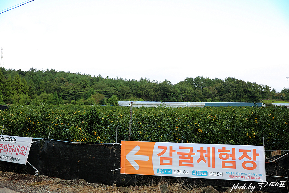 제주 핑크뮬리 휴애리 감귤체험 제주도 아이와(랑) 가볼만한곳