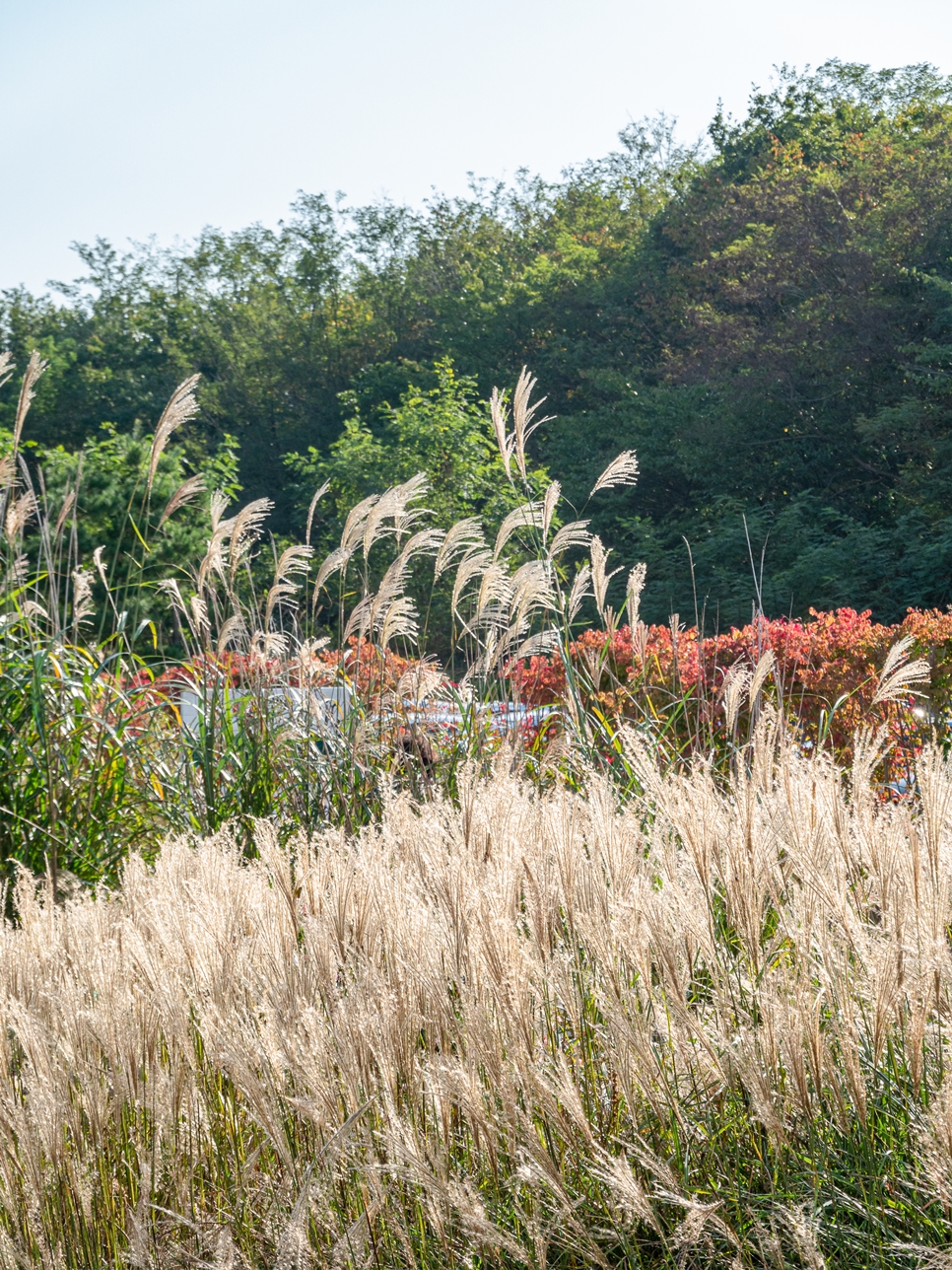 가을에 가볼만한곳 강릉 관광지 호린파크 핑크뮬리 꽃구경