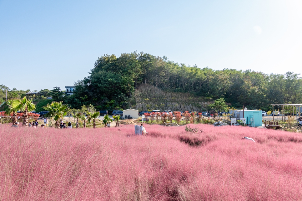 가을에 가볼만한곳 강릉 관광지 호린파크 핑크뮬리 꽃구경
