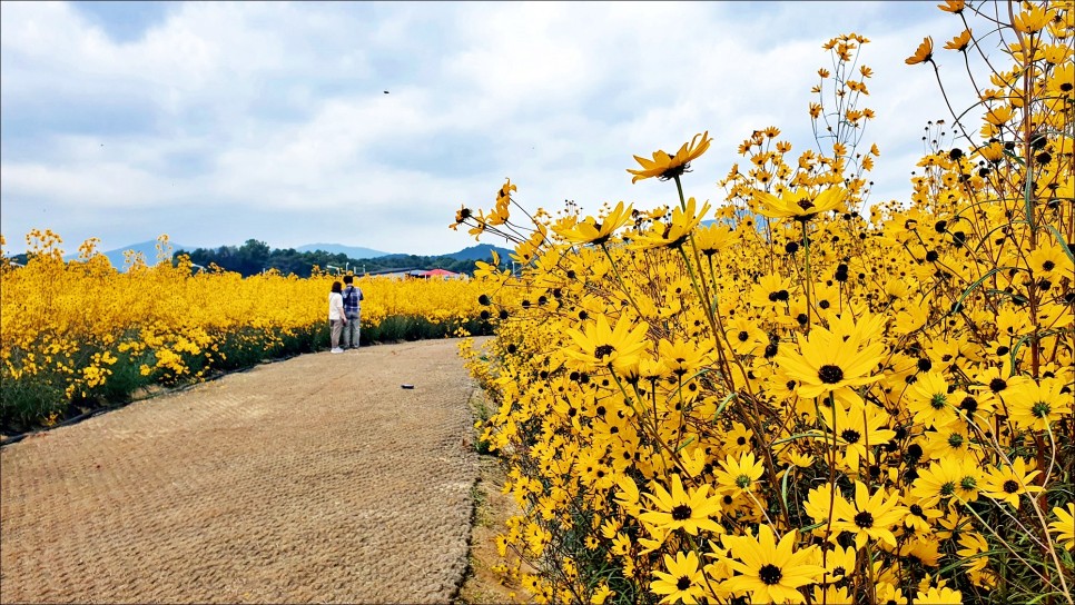 서울근교 꽃구경 지금 가을에 가볼만한곳 양주 나리공원!