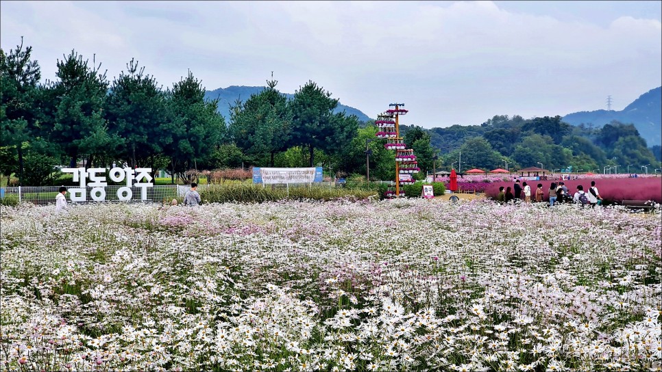 서울근교 꽃구경 지금 가을에 가볼만한곳 양주 나리공원!