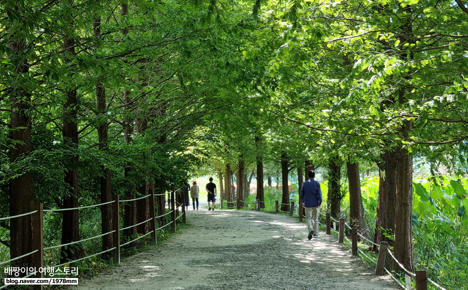 서울 근교 갈만한곳, 양평 세미원 대형 연꽃 정원 힐링 나들이