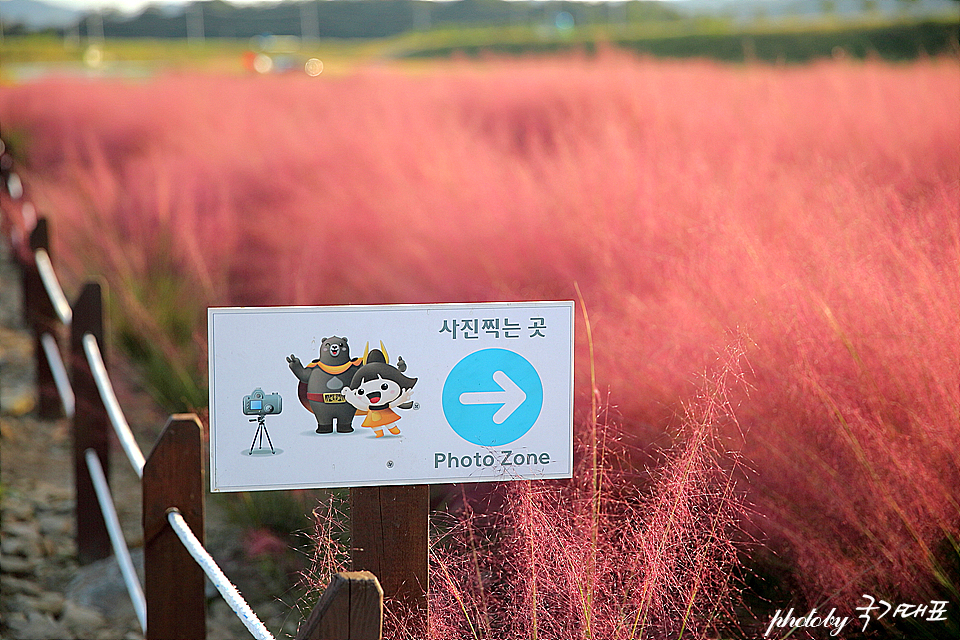 공주 가볼만한곳 대전근교 핑크뮬리 유구색동수국정원