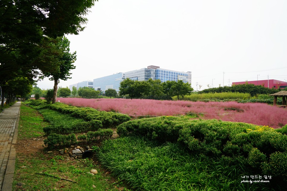 하남 가볼만한곳 핑크뮬리 있는 미사경정공원(미사조정경기장)