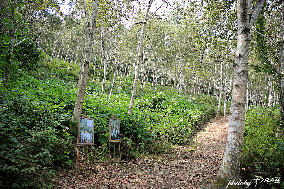 서울근교 데이트 코스 양평 서후리숲 자작나무 코로나 가을 여행지
